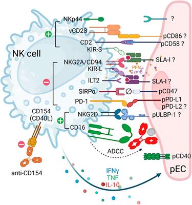 Cytotoxic Responses Mediated by NK Cells and Cytotoxic T Lymphocytes in Xenotransplantation